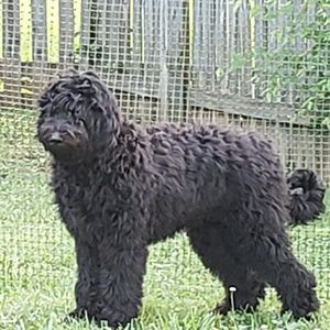 Meet your Posher, Peter